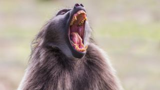 Baboon bearing teeth