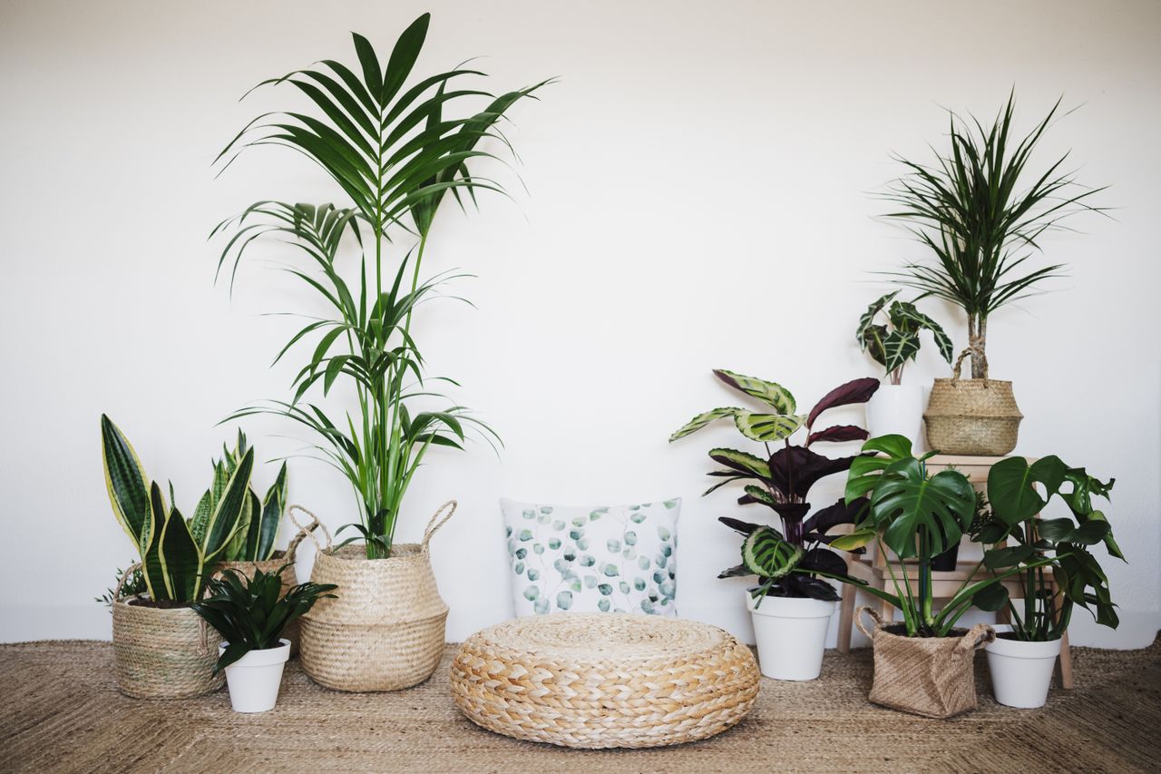 A room featuring a selection of different houseplants in woven baskets