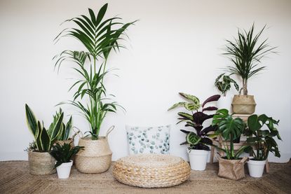 A room featuring a selection of different houseplants in woven baskets