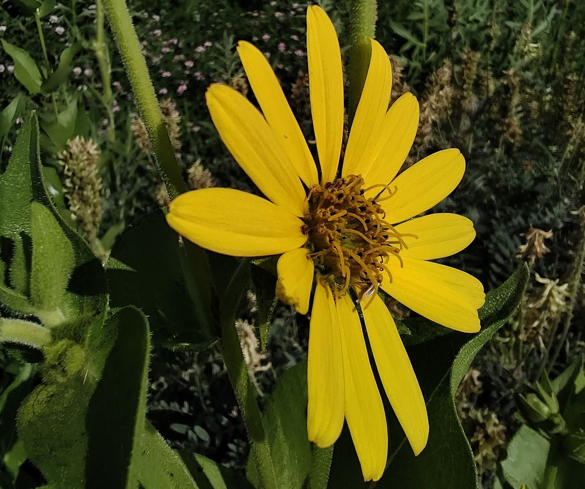 TCL 20 Pro 5G macro shot