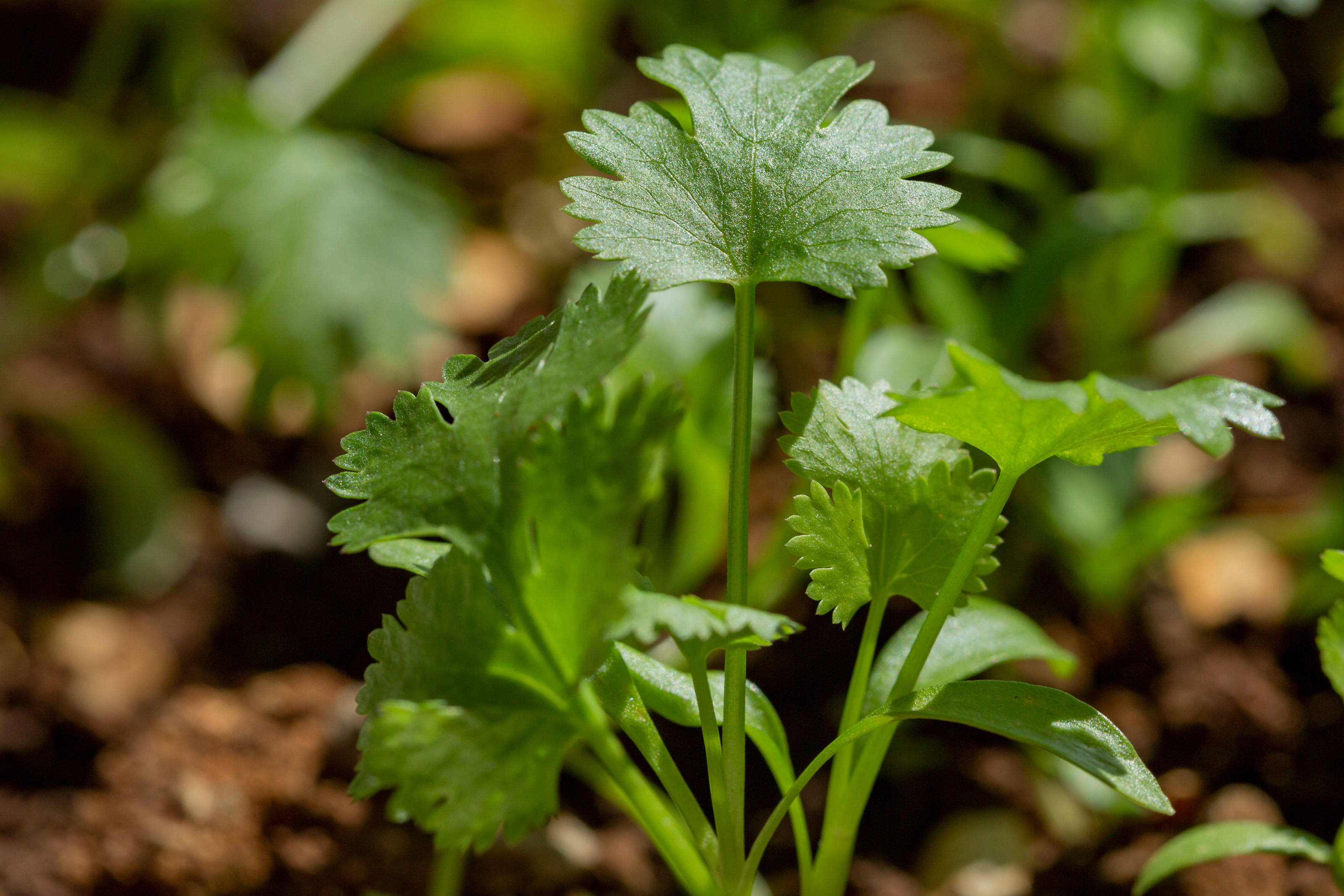 pin-by-kl-on-growing-herbs-growing-cilantro-herbs-cilantro-plant