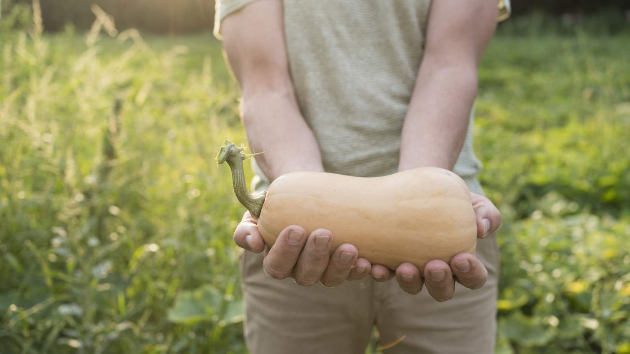 A gardener holding a freshly-harvested butternut squash in their hands