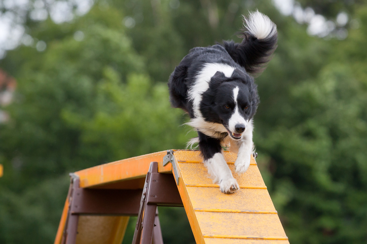 dog playground