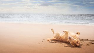 Dog rolling over on its back in the sand