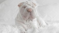 White shar pei puppy on calming dog bed
