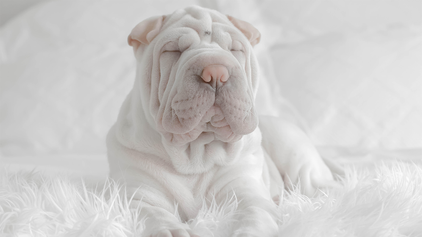 White shar pei puppy on calming dog bed