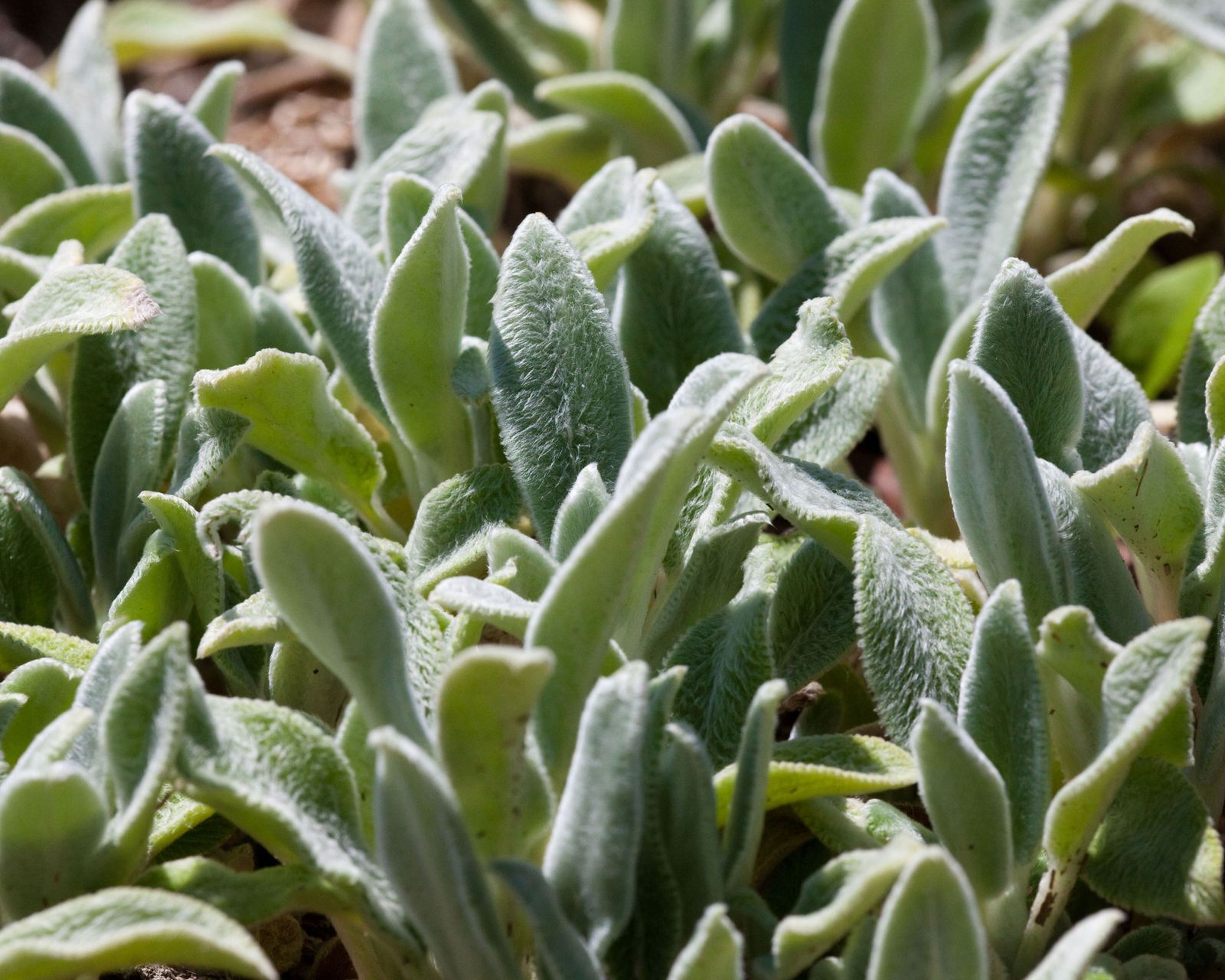 Sensory garden plants the 10 best to grow in your garden Homes & Gardens