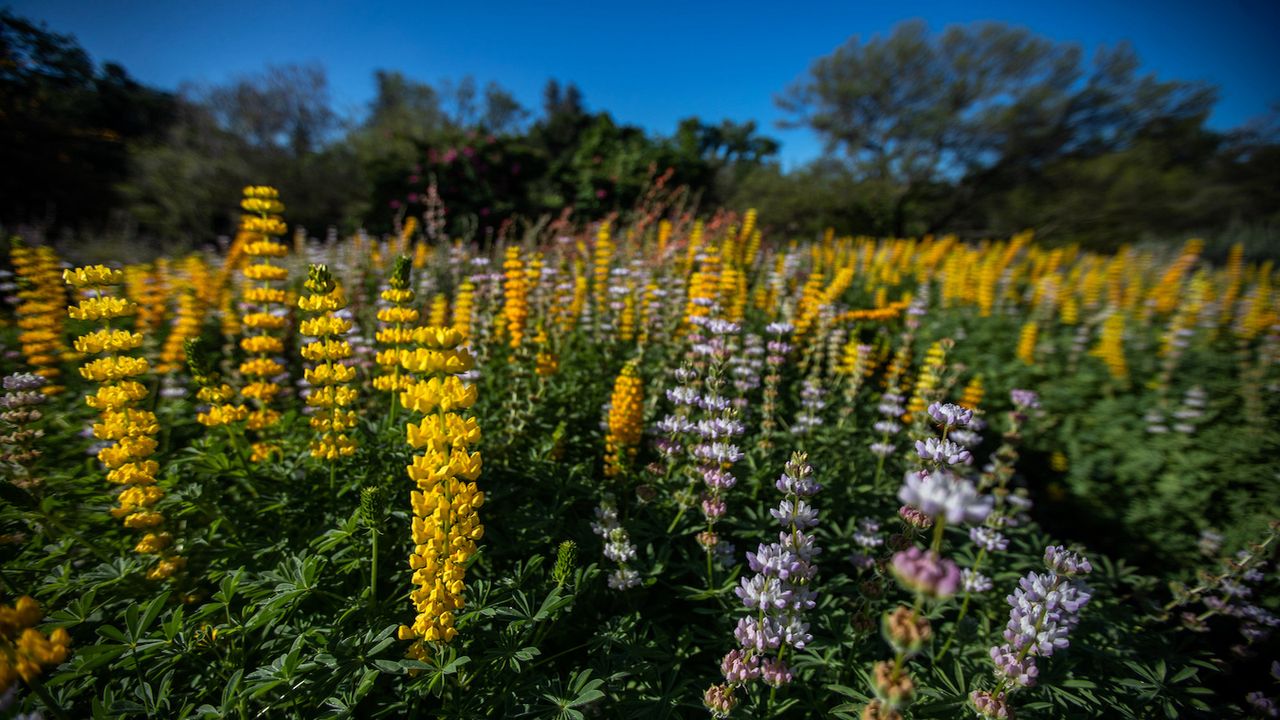 lupines in California Botanic Garden