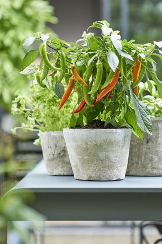 chilli plants in pots growing outdoors