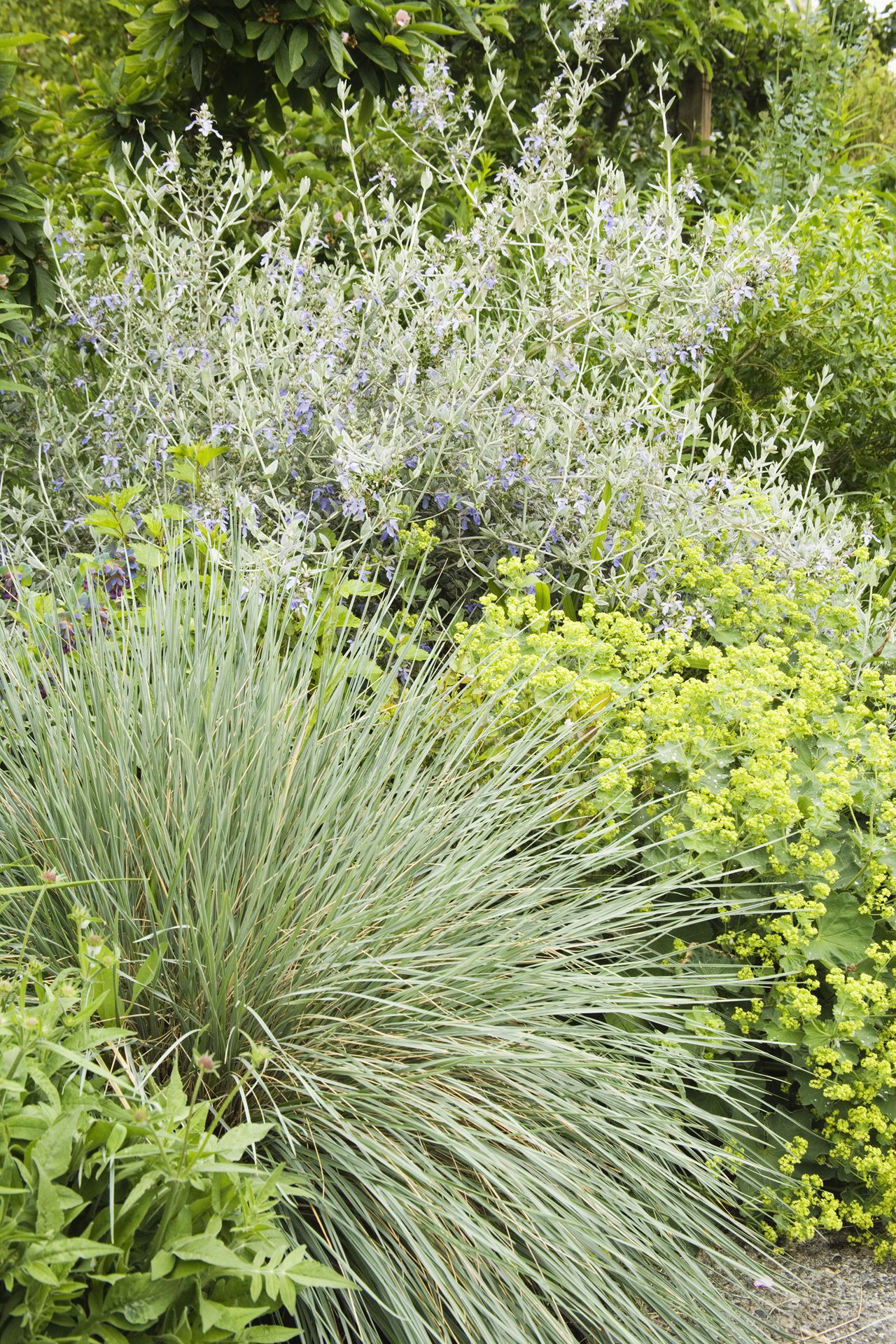 Stunning Thick Rooted Green Roof Plants Drought image