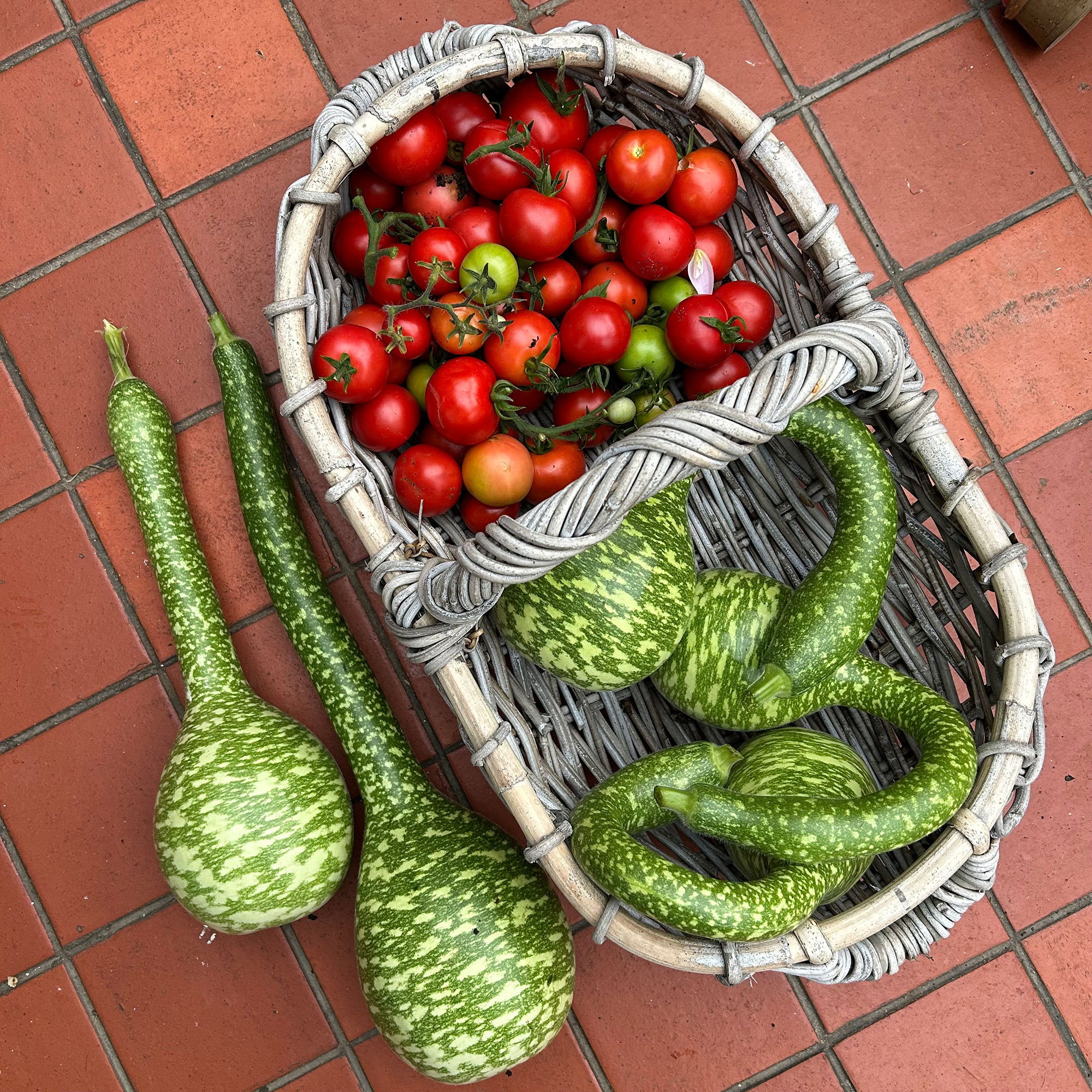 Wicker trug filled with gourds and tomatoes