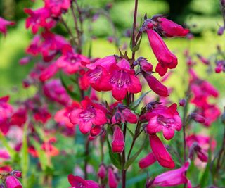 hot pink penstemon in garden border