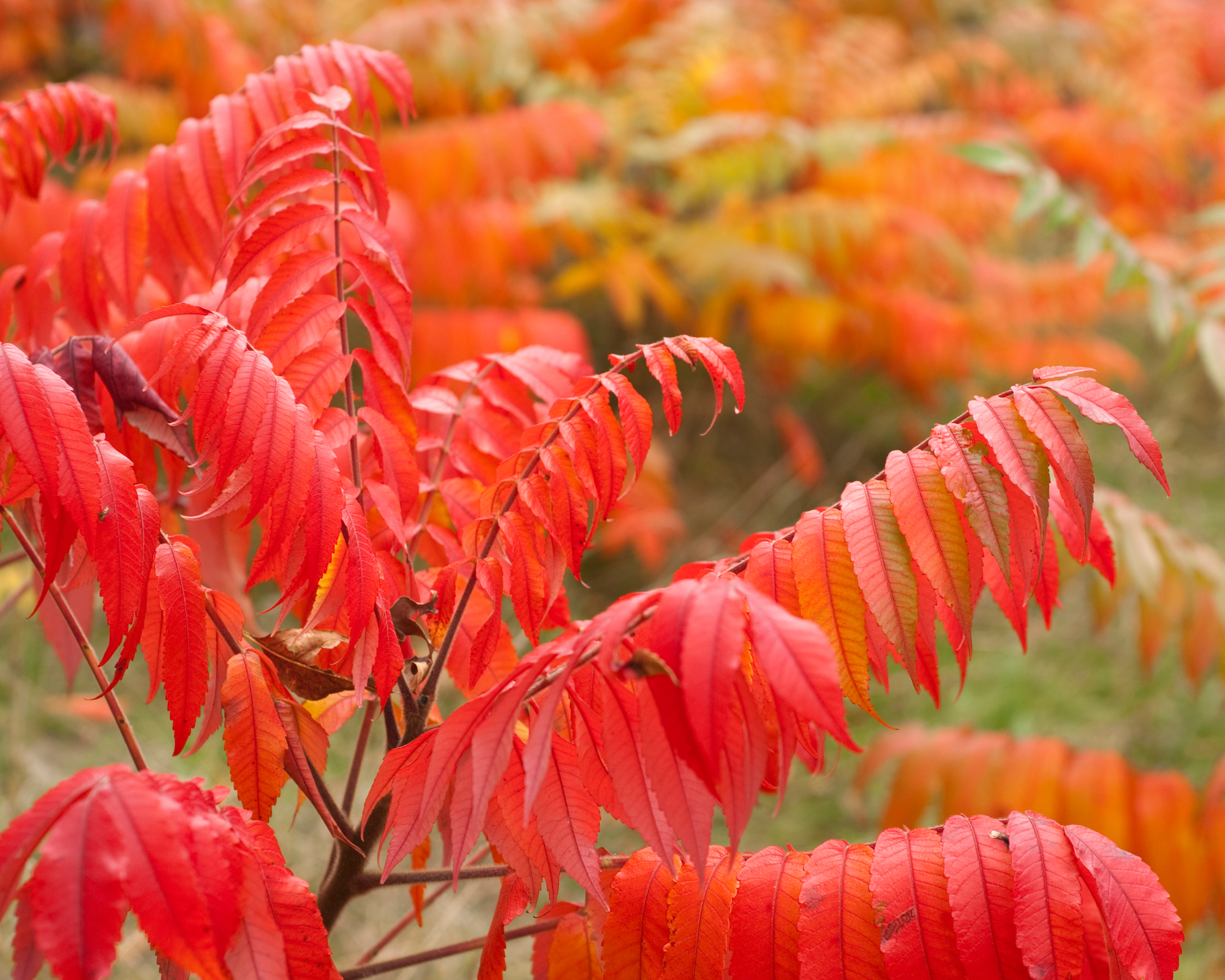 staghorn sumac in fall