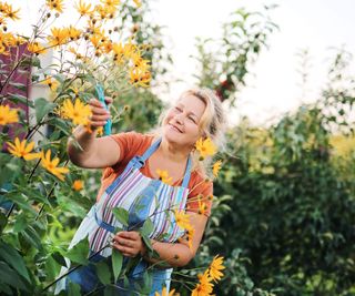 A woman pruning shrubs in summer with shears