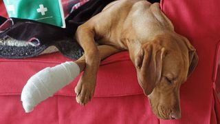 a dog with bandage around its paw after having its nails cut
