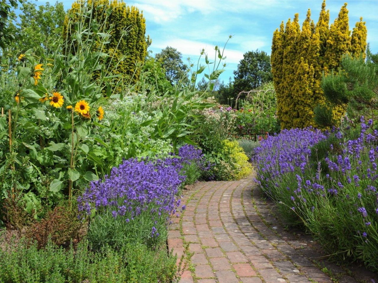 lavender, sunflowers and other plants grow on either side of a brick pathway