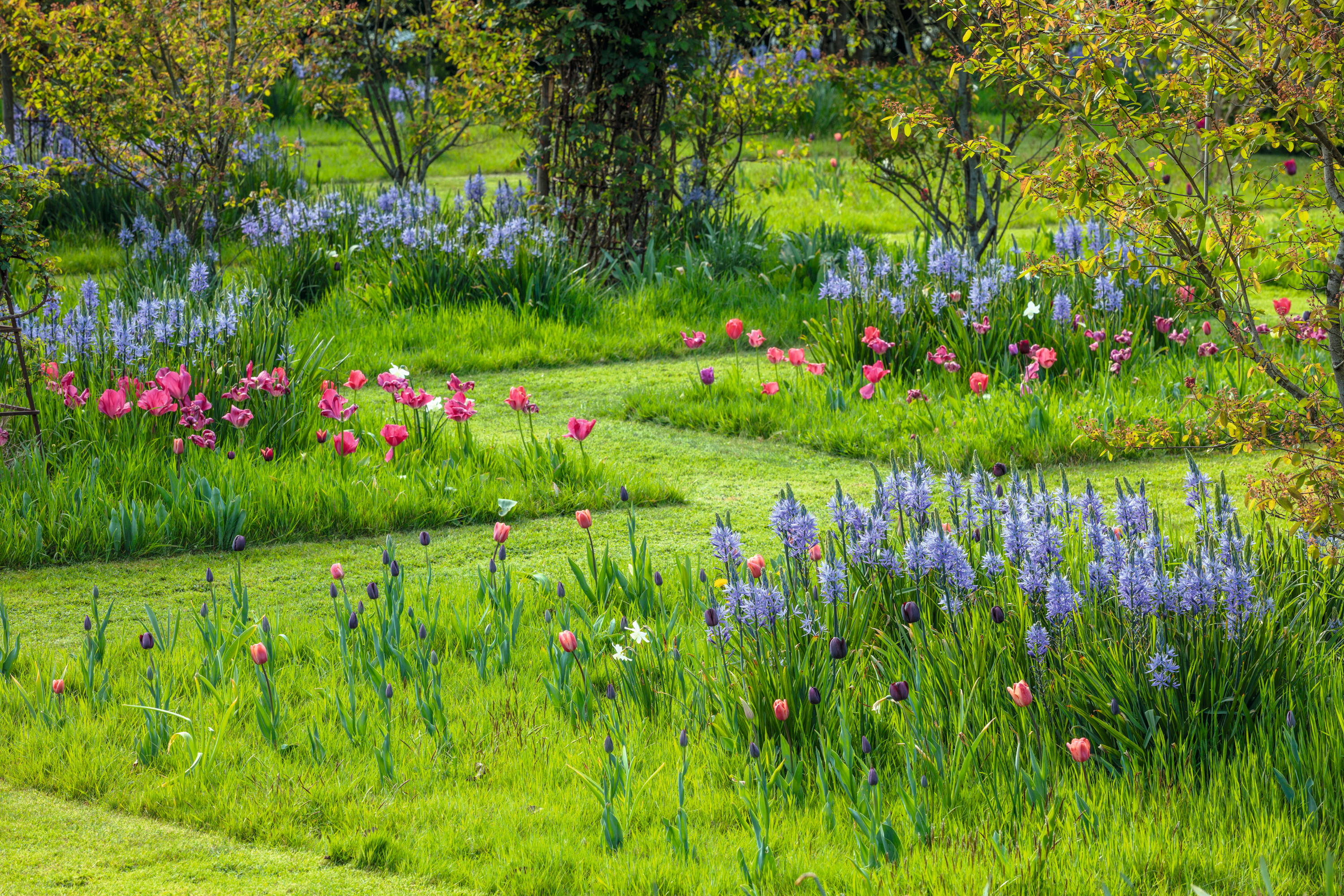 Flowers in a garden