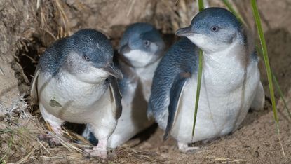 Little or fairy penguins