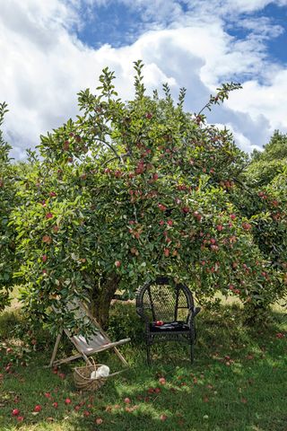 Large apple tree with garden chairs