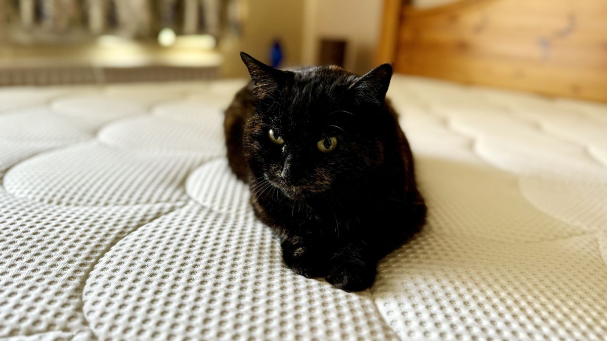 The image shows a black cat sitting on top of the DreamCloud Hybrid Mattress