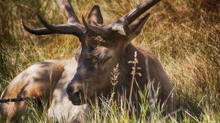 Bull elk resting in the sun at Estes Park, Colorado