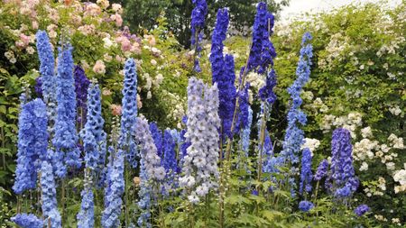 Blue delphinium flowers blooming in a garden alongside roses