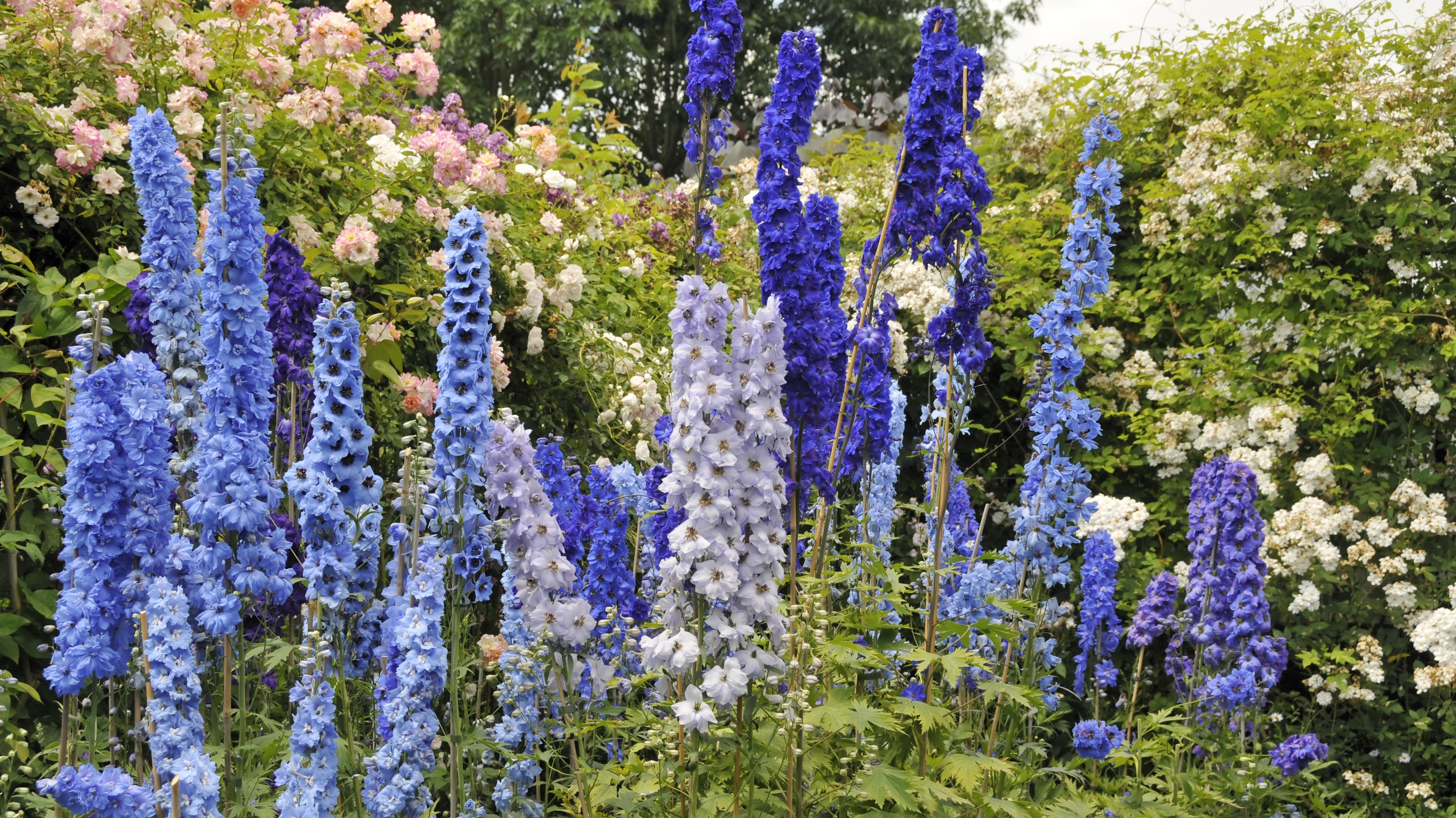 Blue delphinium flowers blooming in a garden alongside roses