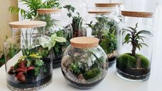 Collection of planted terrariums 