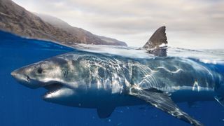 Great white surfacing onto the water