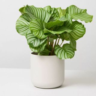 Calathea plant 