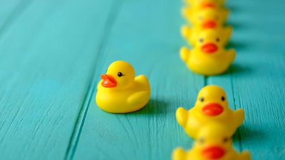 One yellow rubber duckie swims out of a row of others.