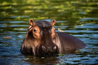 A hippopotamus in the water with a bird on its back.