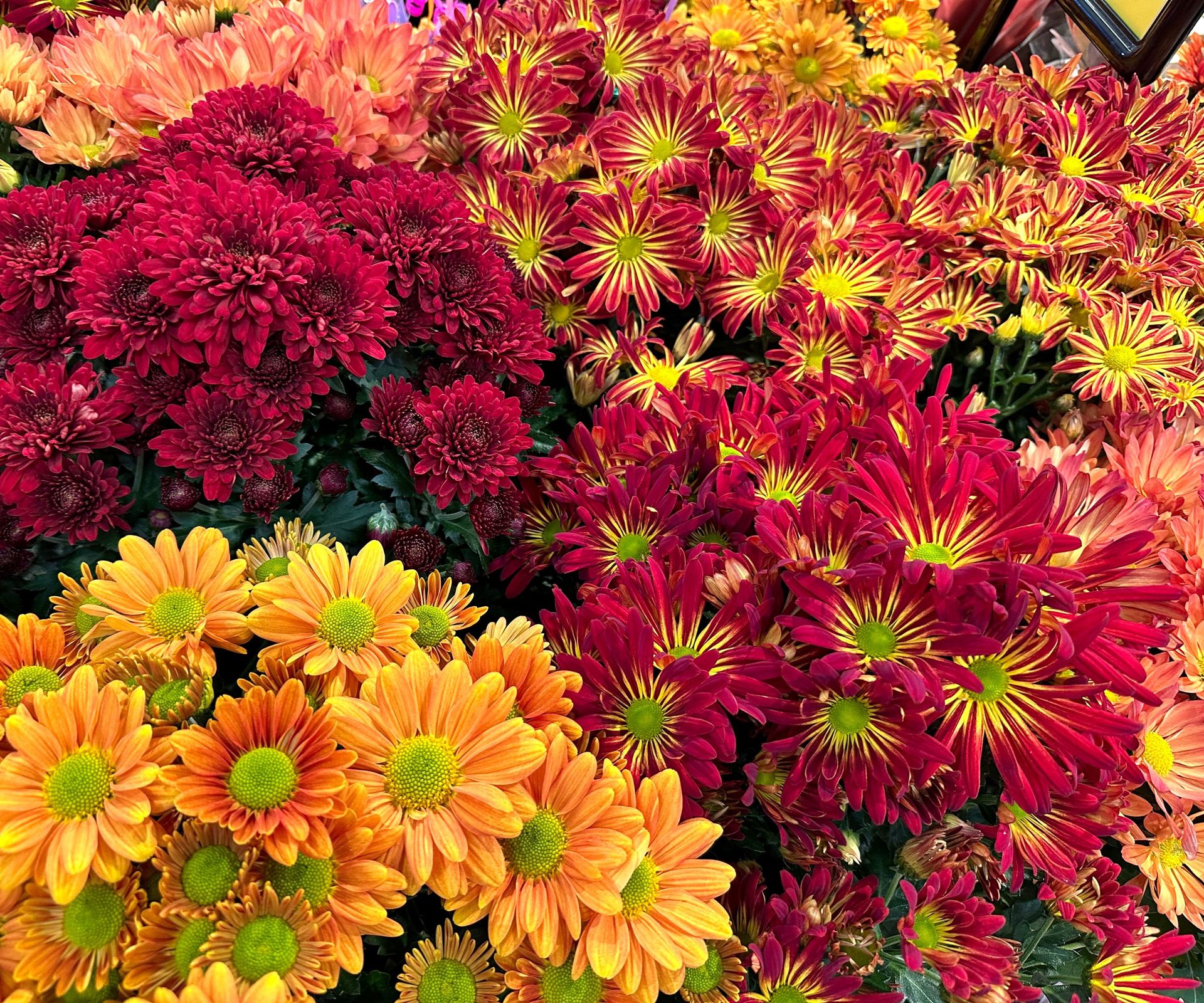 mixed mums in shades of orange, red, peach, yellow