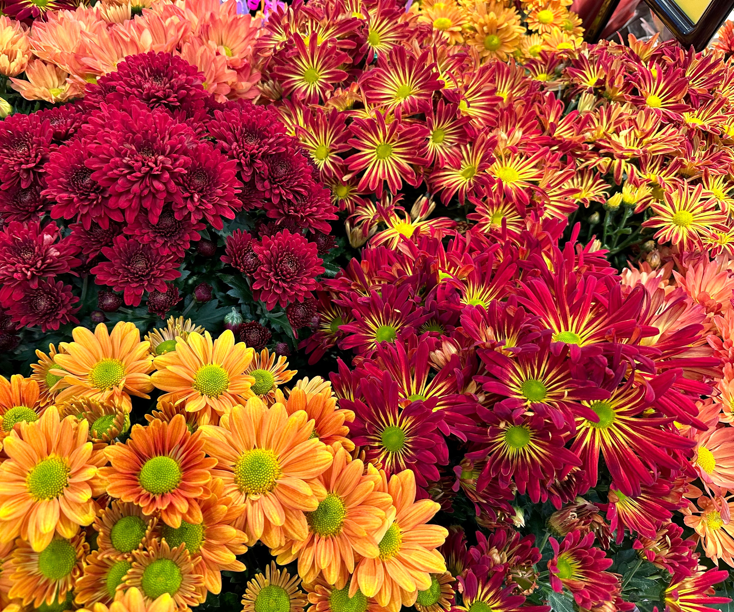 mixed mums in shades of orange, red, peach, yellow