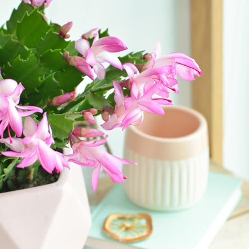 Christmas Thanksgiving Cactus Live Plant in 4 Inch Pot | Beautiful Christmas Cactus Plants | Easy-Care Indoor Houseplant | Perfect Holiday Gift for Plant Lovers | Random Color