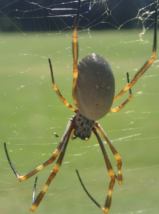 Humped golden orb-weaving spider. 