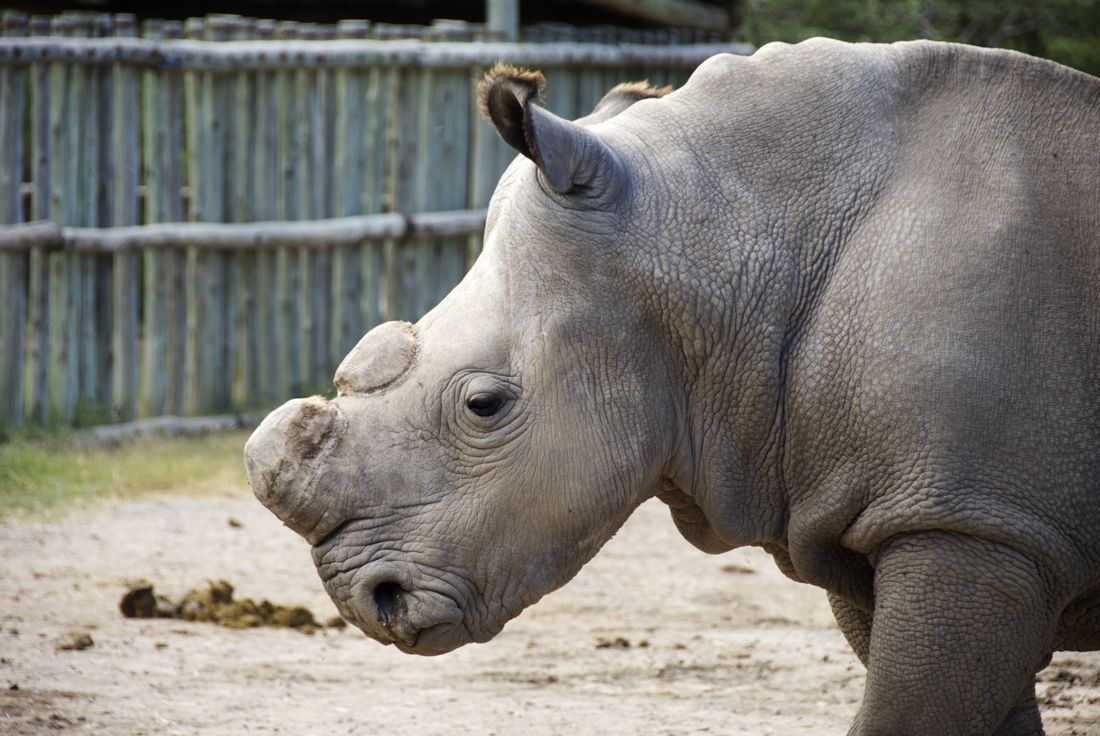 rhino horn is valued in traditional Eastern medicine as a supposed cure from everything from fever to rheumatism, which has led to rampant poaching of all five rhinoceros species.