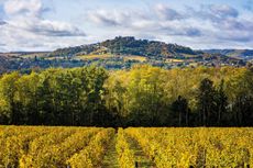 Central_loire.sancerre_nicole_gevrey_38.jpg