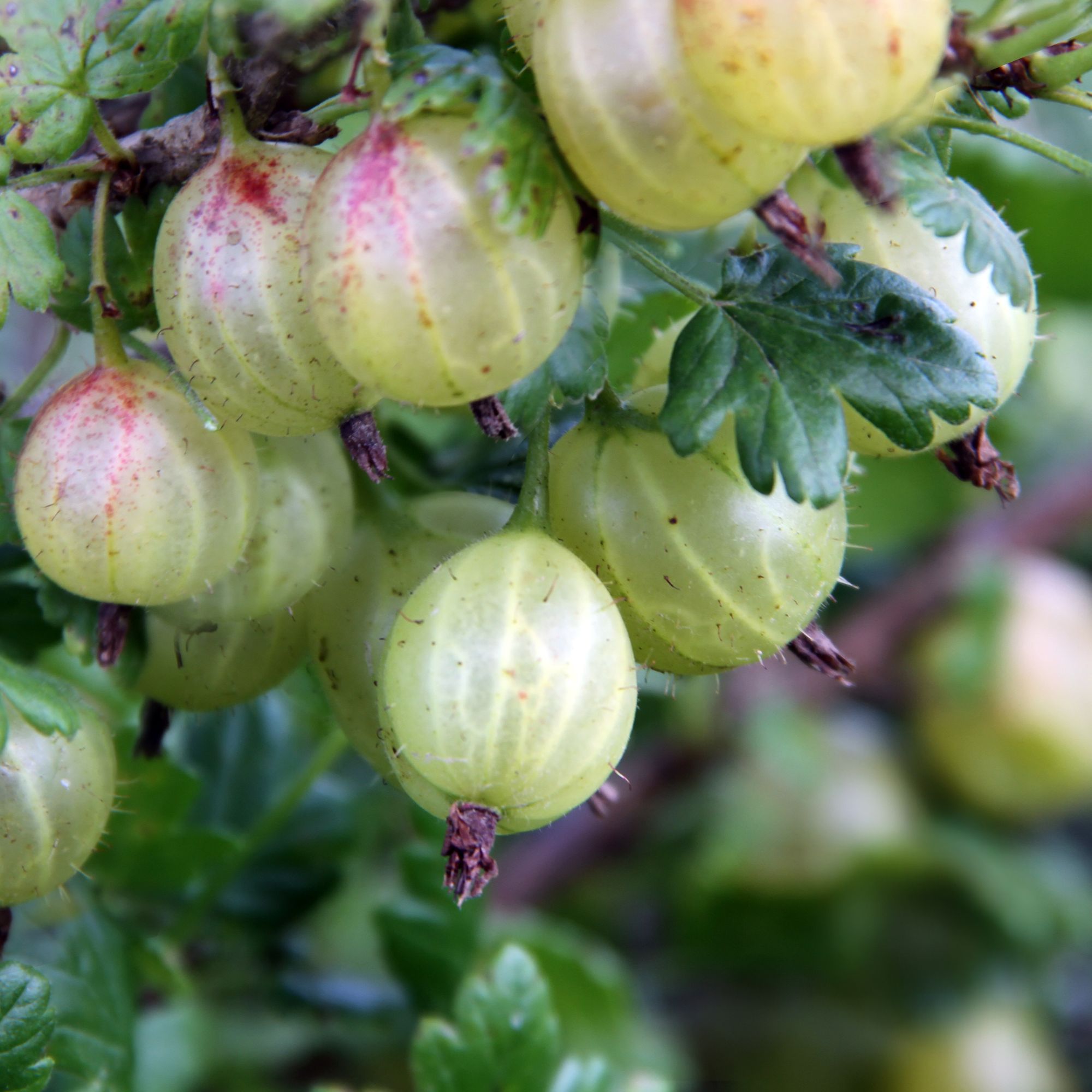 Gooseberries growing on gooseberry bush in garden
