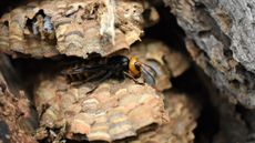 An Asian giant hornet queen rests on her soon-to-be destroyed nest in near Blaine, Washington.