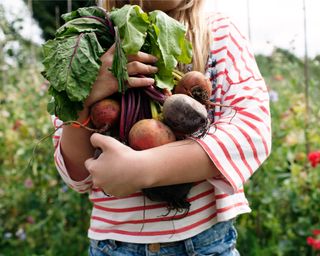 Vegetables gathered from an allotment