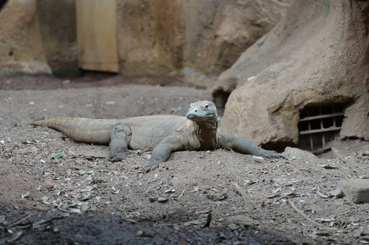 Komodo dragon laying in the dirt