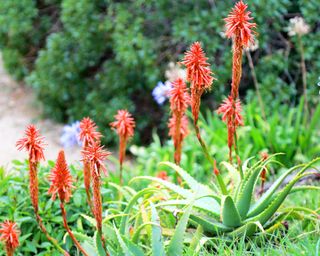 Tropical garden with red hot pokers
