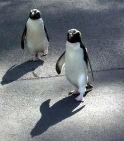fiordland-penguins-100910-02
