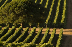 Wine festivals, Casablanca wine harvest