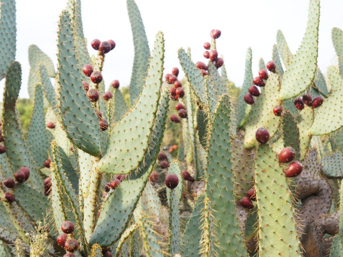 Cow tongue cactus plant