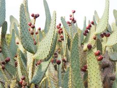 Prickly Pear Cow's Tongue Plants