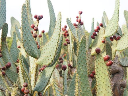 Prickly Pear Cow's Tongue Plants