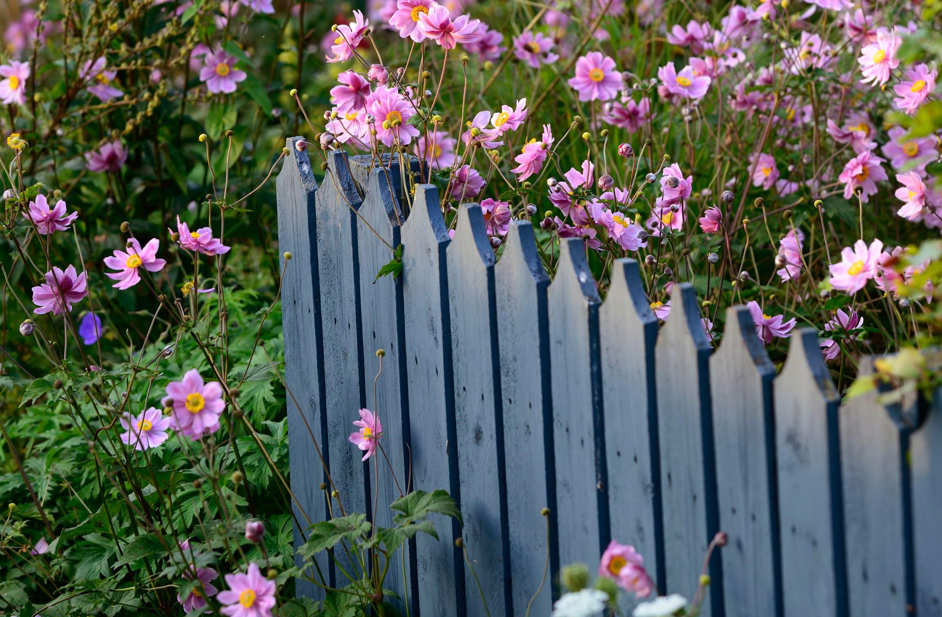 Avoid painting your fence purple unless it's for this reason Livingetc