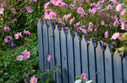 a fence painted purple